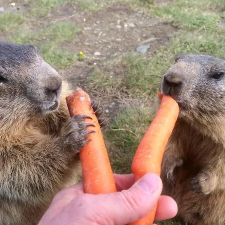 Haus Thomas Appartement *