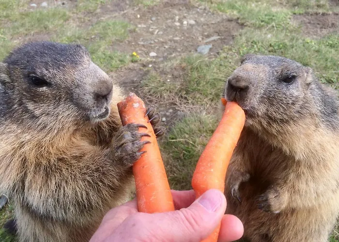 Haus Thomas Apartament *